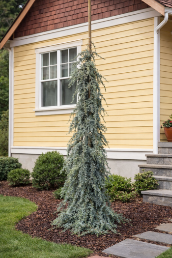 Кедр ліванський Альт Ла Фонтейн|Cedrus libani ’Atl. La Fontaine|Кедр ливанский Альт Ла Фонтейн